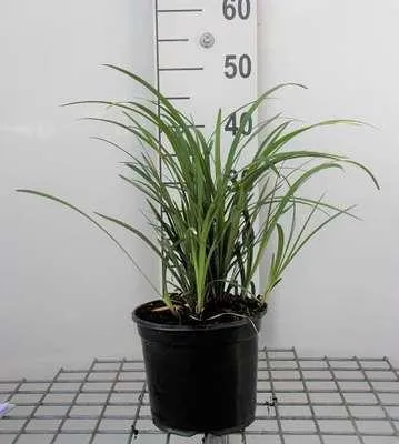 Produktbild von 6 x Liriope musc. 'Big Blue' - Lilientraube - Topf 9 x 9 cm
