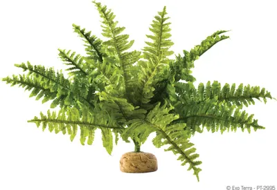 Produktbild von Exo Terra Boston Farn, künstliche Pflanze für Terrarien, mittel