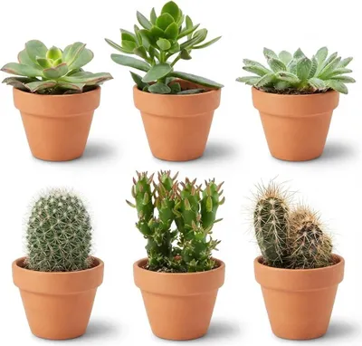 Immagine prodotto di Mini cactus e piante grasse assortiti – 6 piante – Vasi in terracotta Ø 8,1 cm – Altezza 5–10 cm – Piante da appartamento facili da curare – Ideali come decorazione e regalo
