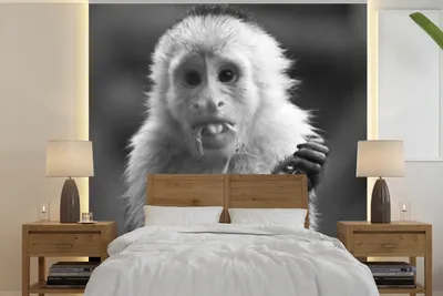 Produktbild von MuchoWow® Fototapete für Wohnzimmer oder Schlafzimmer Wandtapete Vinyl Motivtapete Fruchtfressendes Kapuzineräffchen in Costa Rica in Schwarz und Weiß - 260x260 cm - Papiertapeten