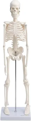Produktbild von Mini Skelett Anatomie Modell  45cm mit beweglichen Gelenken weiß