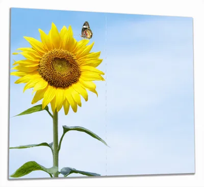 Produktbild von Wallario Herdabdeckplatte aus Glas, Größe 60 x 52 cm 2-teilig, Motiv Sonnenblume mit Schmetterling