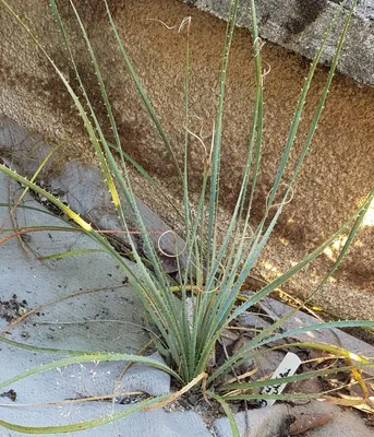 Image de Dasylirion wheeleri / Sotol bleu