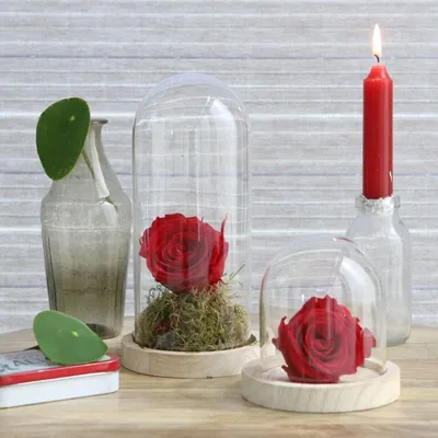 Produktbild von Glasdom mit Holzsockel, in 6 Größen erhältlich | Glas-Dome, Größe:h.21 cm Ø 14 cm