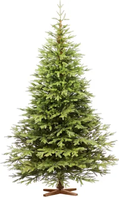 Immagine prodotto di FAIRYTREES Albero di Natale 250 cm Nordman Esclusivo 100% PE | Elementi naturali realizzati ad iniezione| in UE | albero con supporto in legno di frassino fatto a mano