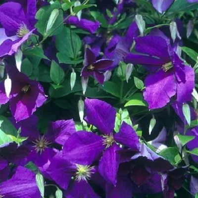 Produktbild von 3 x Clematis Kletterplanzen Mix (3 Pflanzen): 3 kaufen/2 bezahlen - Blumen: Blau (Jackmanii), Rosa/Weiβ (Nelly Moser) & Rot(Ville de Lyon)| Winterhart