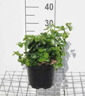 Zdjęcie produktu dla Hedera hibern. 'Arbori Compact' - Bluszcz krzewiasty Arbori Compact 20- 25 cm pojemnik