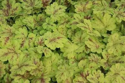 Produktbild von 6 x  Heucherella hybr. 'Solar Power'® - Bastardschaumblüte - Topf 9 x 9 cm