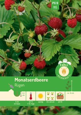 Produktbild von Pabst Keimkraft - Monatserdbeere Rügen Samen - 171115