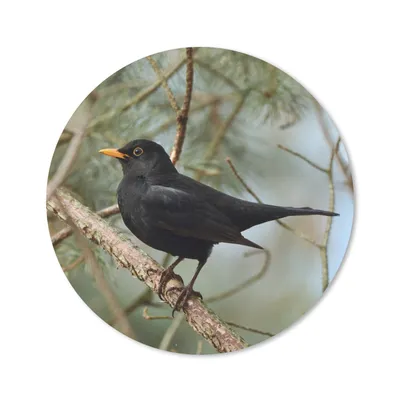 Produktbild von MuchoWow® Mauspad Mousepad Vogel - Amsel - Zweige - Tiere 40x40 cm - Mousepads - Maus Mat - Pad - Mausunterlage - Schreibtisch Accessoires