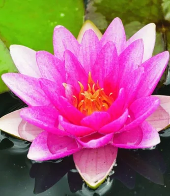 Produktbild von BALDUR Garten 1x Seerose (Nymphaea) 'Pink', Knolle in Größe I, monatelang traumhaft schöne Blüten, begehrte Wasserpflanze, winterhart, mehrjährig & pflegeleicht, leuchtender Blickfang im Teich