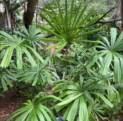 Immagine prodotto di Licuala dorata (Licuala paludosa)  - 5 semi