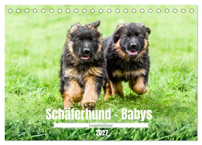 Produktbild von Langstockhaar - Schäferhund - Babys (Tischkalender 2027 DIN A5 quer), CALVENDO Monatskalender