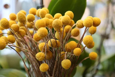 Produktbild von 60 Samen Trommelstöckchen (Craspedia globosa) | Gelbe Drumstick Flowers | Zierblume & Trockenblume für Garten, Beet & Blumensträuße