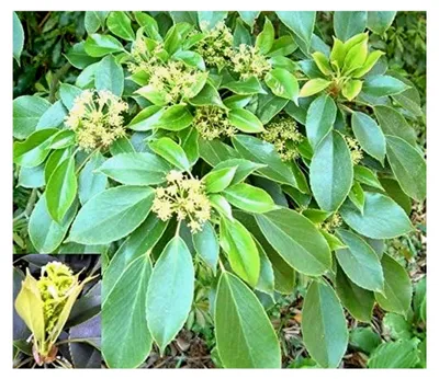 Produktbild von Trochodendron araliodes - Radbaum - Rarität - Höhe 60-80 cm