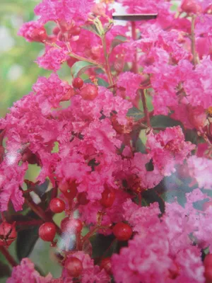 Produktbild von Lagerstroemia indica Coral Magic ® - Chinesische Kräuselmyrte / Kreppmyrte - 40-60cm