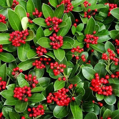 Produktbild von 20 Servietten Ilex Balearica - Winterbeeren 33x33cm
