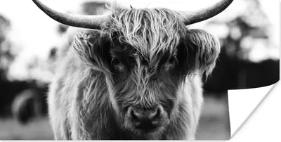 Produktbild von MuchoWow® Poster Schottischer Highlander - Kuh - Gras - Tiere - Natur 40x20 cm - Poster für die Wand - Poster Schlafzimmer