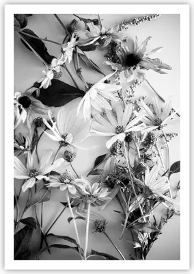 Produktbild von Poster - Poster ohne Rahmen - Blumen Schwarzweiß Fotografie - 70x100 cm - Wand Bild - Wanddeko - Wandbilder - Kunstposter - Wandposter - Bilder - Kunstdruck - Wanddekoration - P2XPA70x100-4740