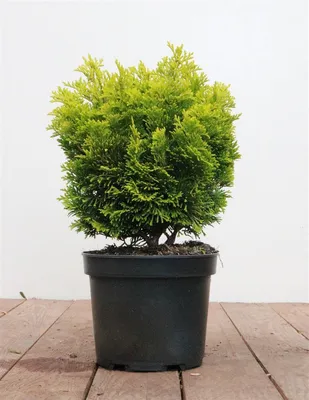 Produktbild von Chamaecyparis obtusa 'Nana Aurea', Hinoki-Scheinzypresse, goldgelb, 20–25 cm