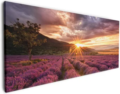 Produktbild von Wallario Premium Leinwandbild Lavendelfeld bei Sonnenuntergang - Sonnenstrahlen in Größe 50 x 125 cm