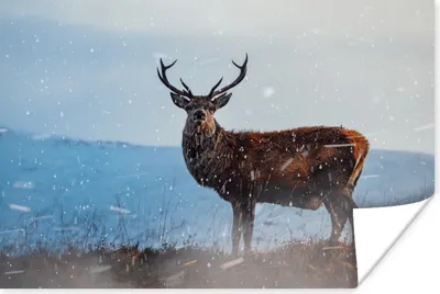 Produktbild von MuchoWow® Poster Hirsche auf der verschneiten Heide 120x80 cm - Bilder
