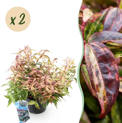 Image de Green boutiQ - Plante de jardin - Leucothoe Makijaz - Brun - 2 plants - À feuillage persistant - Peu d'entretien - Pot de 17 cm, hauteur 45 cm