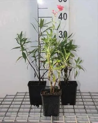 Obrázek produktu pro 6 x Centranthus ruber 'Coccineus' - ostrožka květ - květináč 9 x 9 cm