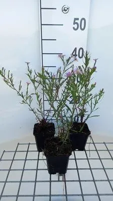 Produktbild von 6 x  Aster hybr. 'Pink Star' - Herbstaster - Topf 9 x 9 cm