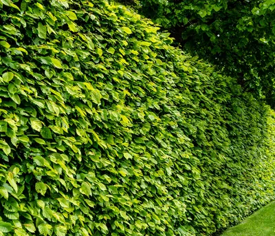 Produktbild von Dehner Hainbuche, für 10 Meter Hecke, ca. 150-175 cm, 40 x 5 l Topf, Heckenpflanze