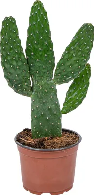 Image de Bloomique - Opuntia Rubescens - Cactus raquette - Cactus d’intérieur - Hauteur 20-30 cm - Pot 12 cm