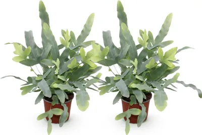 Image de Phlebodium aureum « Blue Star » - 2 fougères, Ø12cm, hauteur 25-30cm - Fougère