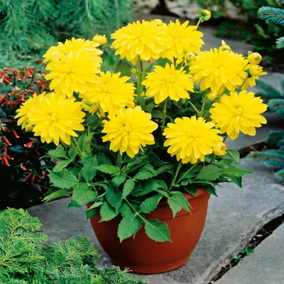 Image de Dahlia Melody Latin 1 pièce Dahlias plants de dahlias plant gros bulbes