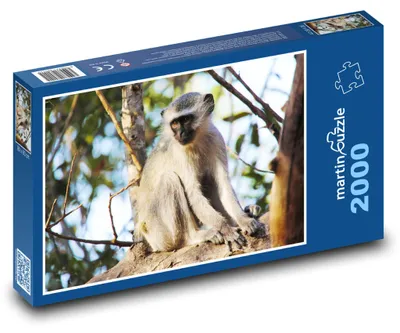 Produktbild von Puzzle 2000 Affe im Dschungel - martinpuzzle