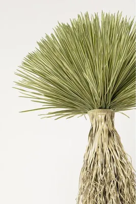 Zdjęcie produktu dla KARE roślina dekoracyjna YUCCA ROSTRATA  240 cm