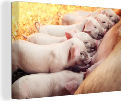 Produktbild von OneMillionCanvasses® - Leinwandbilder - 140x90 cm, Sauenferkel, Wandbilder Kunstdruck Wanddekoration - Foto auf Leinwand - Gemälde auf Holzrahmen