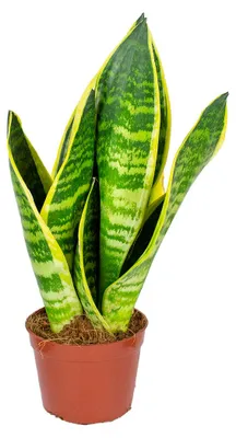 Produktbild von Sansevieria Superba, Bogenhanf, Zimmerpflanze, 20-30 cm, Topf 9 cm