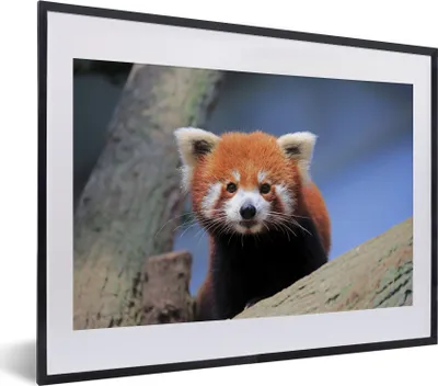 Produktbild von MuchoWow® MuchoWow® Gerahmtes Poster Roter Panda - Orange - Baum 40x30 cm - Poster mit zchwarzem Bilderrahmen - Bilderrahmen - Poster im Rahmen