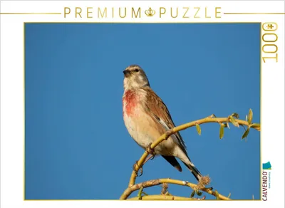 Produktbild von CALVENDO Puzzle Bluthänfling | 1000 Teile Lege-Größe 64x48cm Foto-Puzzle für glückliche Stunden