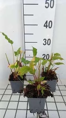 Produktbild von 6 x  Persicaria ampl. 'Lisan' - Kerzenknöterich - Topf 9 x 9 cm