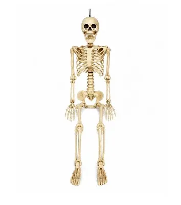 Produktbild von Halloween Skelett Ganzkörper 90 cm Bewegliche Gelenke Anatomisch Lehrmodell