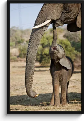 Produktbild von MuchoWow® MuchoWow® Gerahmtes Poster Elefant - Tiere - Gras - Natur 60x90 cm - Poster mit zchwarzem Bilderrahmen - Kunst