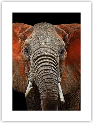 Produktbild von Poster - Poster ohne Rahmen - Elefant Rot Ohren - 30x40 cm - Wand Bild - Wanddeko - Wandbilder - Kunstposter - Wandposter - Bilder - Kunstdruck - Wanddekoration - Wandbild - P2XPA30x40-4237