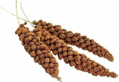 Productafbeelding van Senegalese sorghum, klasse 100 g - AVICENTRA