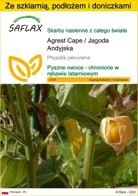 Zdjęcie produktu dla SAFLAX - Zestaw do uprawy - Agrest Cape / Jagoda Andyjska - 100 Nasiona - Z mini szklarnią, podłożem uprawowym i 2 doniczkami - Physalis peruviana