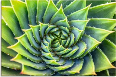 Produktbild von ARTland Leinwandbild Grüne Spirale Größe: 60x40 cm