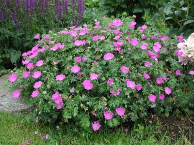 Produktbild von Stauden Gänge 3 x Geranium sanguineum 'Max Frei' - Blut Storchschnabel - Kompakt, leuchtend und unermüdlich blühend - Tolle leuchtende Blüten