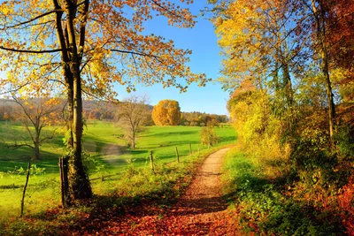 Produktbild von Fototapete - Meadow 375x250cm - Vliestapete