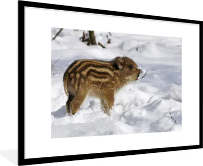 Produktbild von MuchoWow® MuchoWow® Gerahmtes Poster Wildschwein - Tier - Schnee 90x60 cm - Poster mit zchwarzem Bilderrahmen - Wanddekoration - Fotos