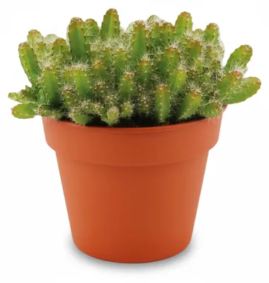 Productafbeelding van JUNAVERA Hylocereus undatus Drakenfruit | klimmende cactus in 10 cm pot | 15 cm hoog